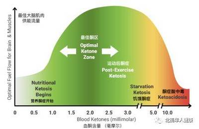 生酮饮食的真相 脂肪酸如何影响你的身体
